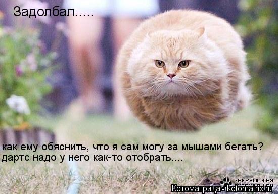 Задолбал..... как ему обяснить, что я сам могу за мышами бегать? дартс надо у него как-то отобрать...... Котоматрица: Задолбал..... как ему обяснить, что я сам могу за мышами бегать? дартс надо у него как-то отобрать....
