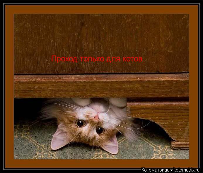 Проход только для котов... Котоматрица: Проход только для котов