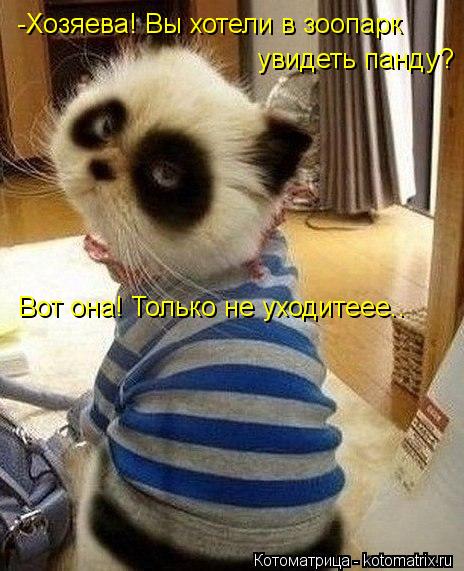 -Хозяева! Вы хотели в зоопарк увидеть панду? Вот она! Только не уходитеее..... Котоматрица: -Хозяева! Вы хотели в зоопарк увидеть панду? Вот она! Только не уходитеее..