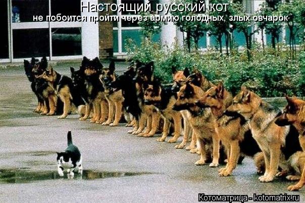 Настоящий русский кот не побоится пройти через армию голодных, злых овчарок... Котоматрица: Настоящий русский кот не побоится пройти через армию голодных, злых овчарок