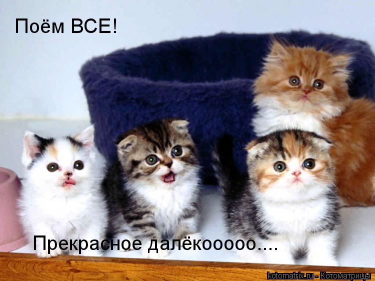 Поём ВСЕ! Прекрасное далёкооооо....... Котоматрица: Поём ВСЕ! Прекрасное далёкооооо....
