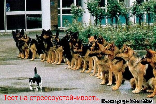 Тест на стрессоустойчивость.... Котоматрица: Тест на стрессоустойчивость.