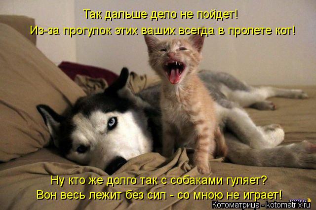 Ну кто же долго так с собаками гуляет? Так дальше дело не пойдет! Из-за прогулок этих ваших всегда в ... Котоматрица: Ну кто же долго так с собаками гуляет? Так дальше дело не пойдет! Из-за прогулок этих ваших всегда в пролете кот! Вон весь лежит без сил - со мн
