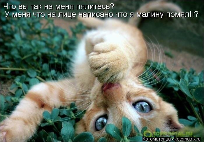 Что вы так на меня пялитесь? У меня что на лице написано что я малину помял!!?... Котоматрица: Что вы так на меня пялитесь? У меня что на лице написано что я малину помял!!?
