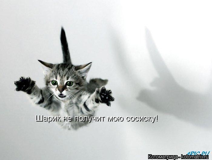 Шарик не получит мою сосиску!... Котоматрица: Шарик не получит мою сосиску!
