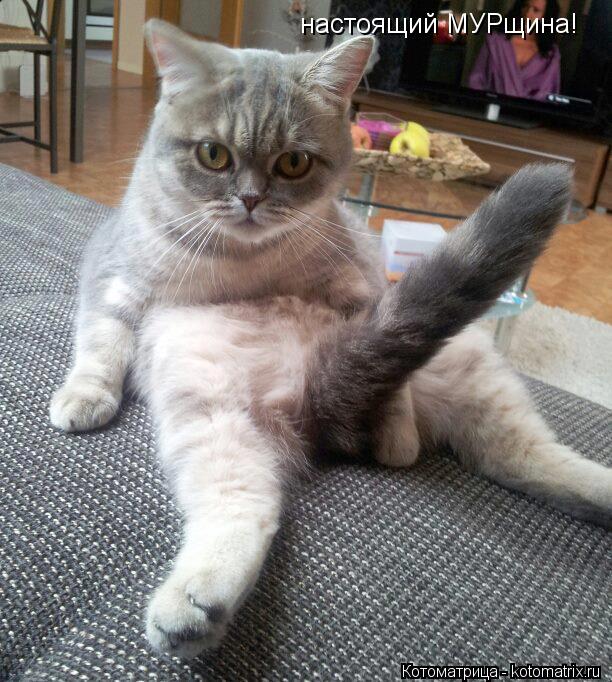 настоящий МУРщина!... Котоматрица: настоящий МУРщина!