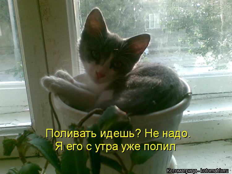 Поливать идешь? Не надо. Я его с утра уже полил... Котоматрица: Поливать идешь? Не надо. Я его с утра уже полил