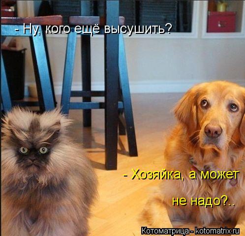- Ну, кого ещё высушить? - Хозяйка, а может не надо?..... Котоматрица: - Ну, кого ещё высушить? - Хозяйка, а может не надо?..