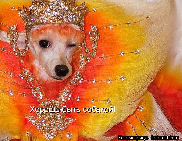 Хорошо быть собакой!... Котоматрица: Хорошо быть собакой!