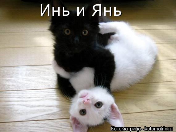 Инь и Янь... Котоматрица: Инь и Янь