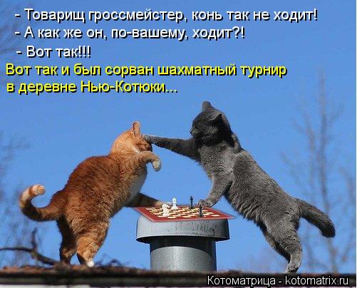 - Товарищ гроссмейстер, конь так не ходит! - А как же он, по-вашему, ходит?! - Вот так!!! Вот так и б... Котоматрица: - Товарищ гроссмейстер, конь так не ходит! - А как же он, по-вашему, ходит?! - Вот так!!! Вот так и был сорван шахматный турнир в деревне Нью-Котюк