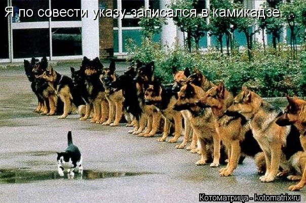 Я по совести указу-записался в камикадзе....... Котоматрица: Я по совести указу-записался в камикадзе....