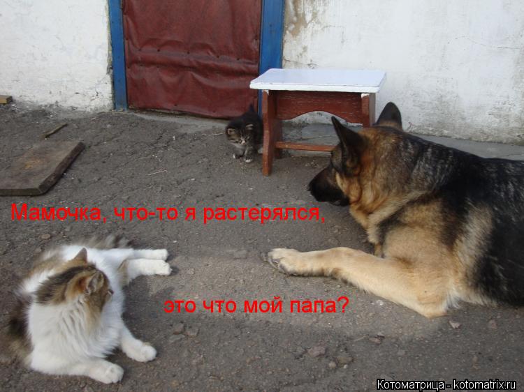 Мамочка, что-то я растерялся, это что мой папа?... Котоматрица: Мамочка, что-то я растерялся, это что мой папа?