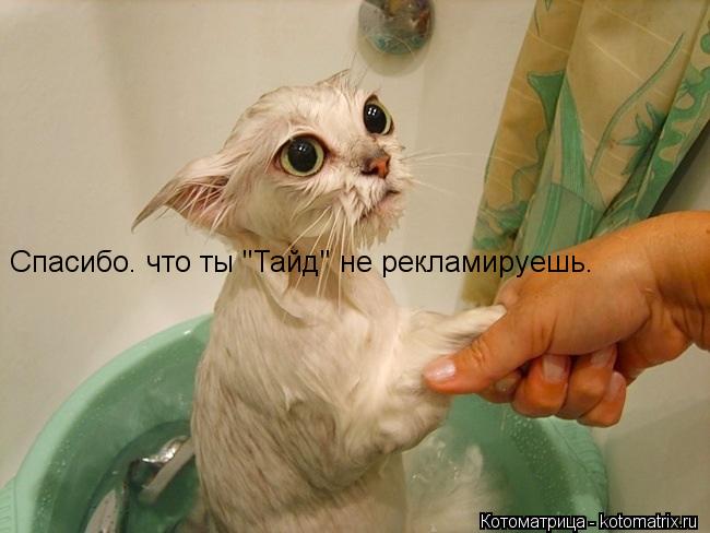 Спасибо. что ты "Тайд" не рекламируешь.... Котоматрица: Спасибо. что ты "Тайд" не рекламируешь.