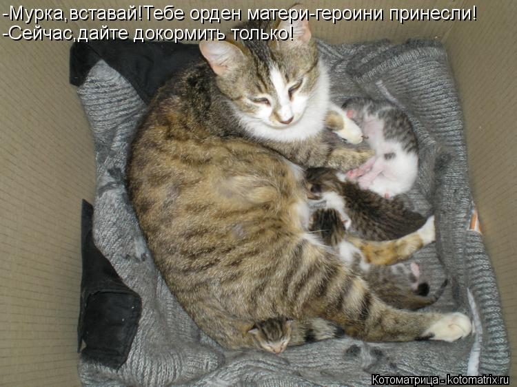 -Мурка,вставай!Тебе орден матери-героини принесли! -Сейчас,дайте докормить только!... Котоматрица: -Мурка,вставай!Тебе орден матери-героини принесли! -Сейчас,дайте докормить только!
