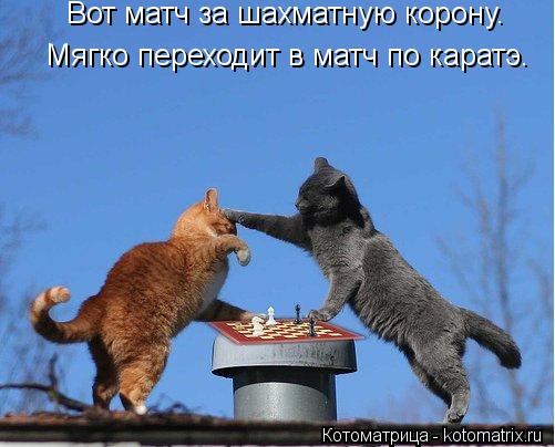 Вот матч за шахматную корону. Мягко переходит в матч по каратэ.... Котоматрица: Вот матч за шахматную корону. Мягко переходит в матч по каратэ.