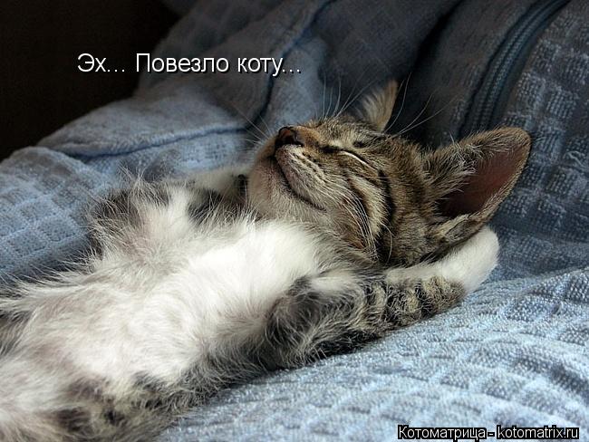 Эх... Повезло коту...... Котоматрица: Эх... Повезло коту...