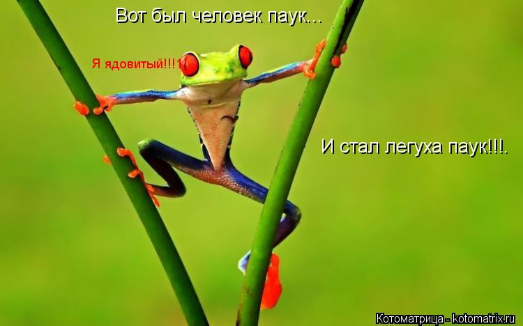 Вот был человек паук... И стал легуха паук!!!. Я ядовитый!!!1!... Котоматрица: Вот был человек паук... И стал легуха паук!!!. Я ядовитый!!!1!