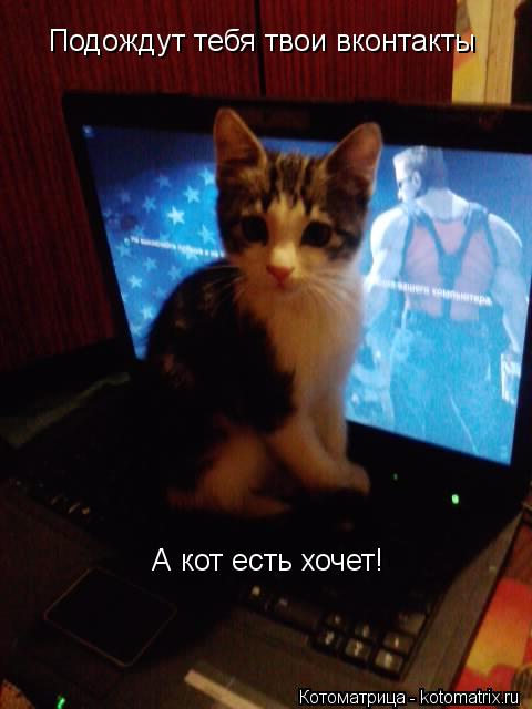 Подождут тебя твои вконтакты А кот есть хочет!... Котоматрица: Подождут тебя твои вконтакты А кот есть хочет!