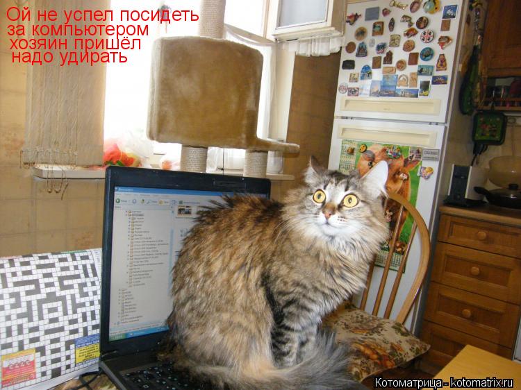 Ой не успел посидеть за компьютером хозяин пришёл надо удирать... Котоматрица: Ой не успел посидеть за компьютером хозяин пришёл надо удирать