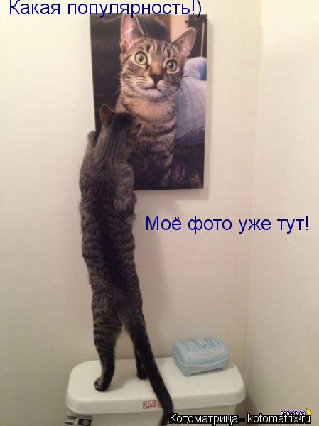 Моё фото уже тут! Какая популярность!)... Котоматрица: Моё фото уже тут! Какая популярность!)