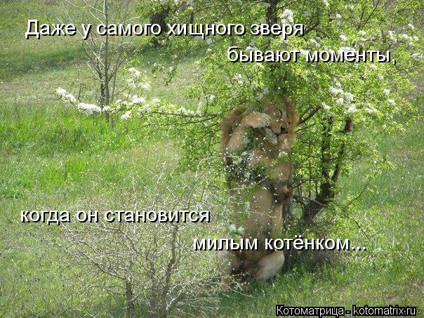 Даже у самого хищного зверя бывают моменты, когда он становится милым котёнком...... Котоматрица: Даже у самого хищного зверя бывают моменты, когда он становится милым котёнком...