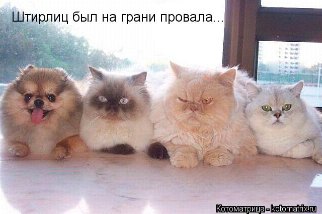 Штирлиц был на грани провала...... Котоматрица: Штирлиц был на грани провала...