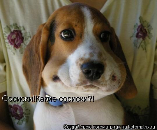 Сосиски! Сосиски!Какие сосиски?! Сосиски!Какие сосиски?! Сосиски!Какие сосиски?! Сосиски!Какие сосиск... Котоматрица: Сосиски! Сосиски!Какие сосиски?! Сосиски!Какие сосиски?! Сосиски!Какие сосиски?! Сосиски!Какие сосиски?!