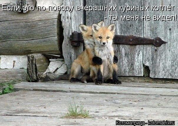 Если это по поводу вчерашних куриных котлет - - ты меня не видел!... Котоматрица: Если это по поводу вчерашних куриных котлет - - ты меня не видел!