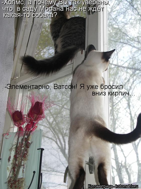 -Элементарно, Ватсон! Я уже бросил вниз кирпич... -Холмс, а почему Вы так уверены, что в саду Морана... Котоматрица: -Элементарно, Ватсон! Я уже бросил вниз кирпич... -Холмс, а почему Вы так уверены, что в саду Морана нас не ждёт какая-то собака?