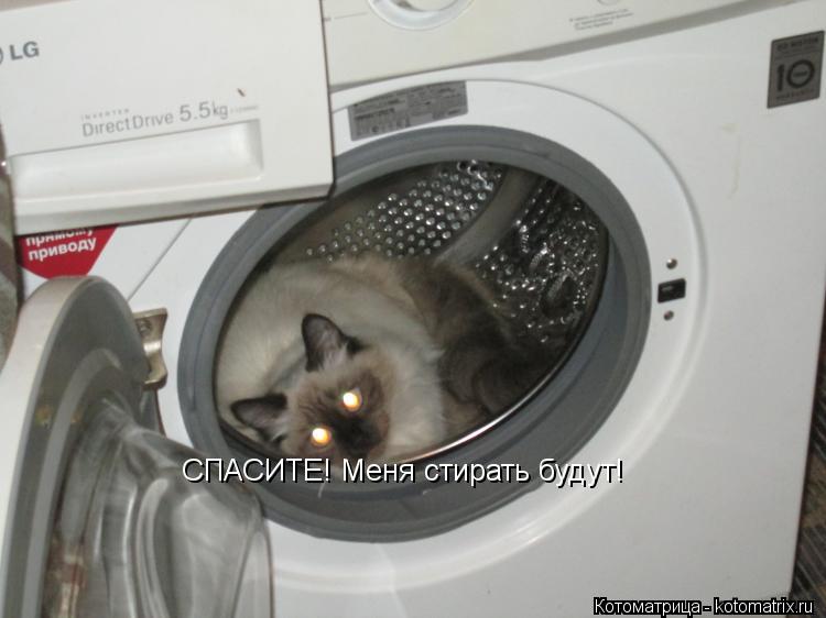 СПАСИТЕ! Меня стирать будут!... Котоматрица: СПАСИТЕ! Меня стирать будут!