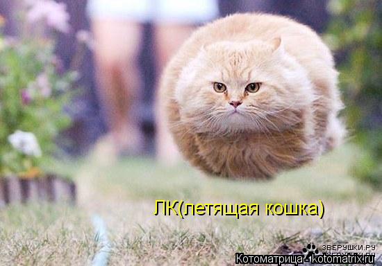 ЛК(летящая кошка)... Котоматрица: ЛК(летящая кошка)