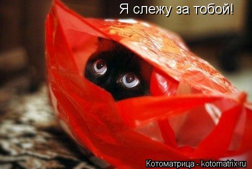 Я слежу за тобой!... Котоматрица: Я слежу за тобой!