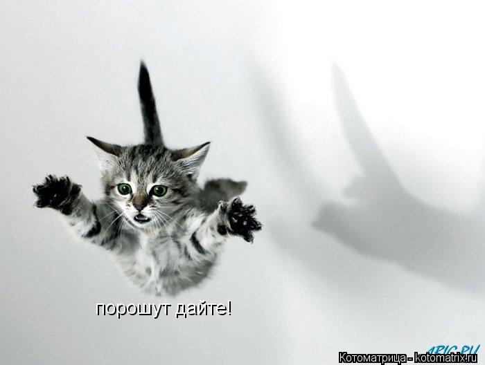 порошут дайте!... Котоматрица: порошут дайте!