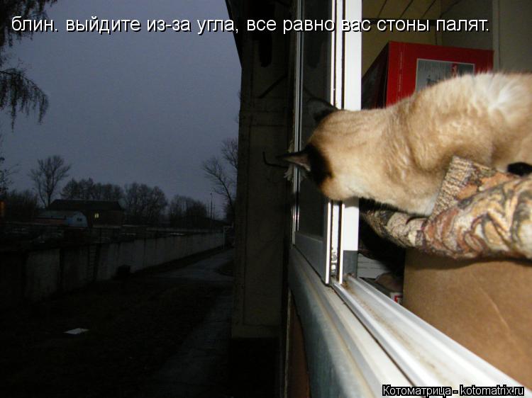 блин. выйдите из-за угла, все равно вас стоны палят.... Котоматрица: блин. выйдите из-за угла, все равно вас стоны палят.