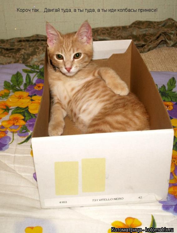Короч так... Двигай туда, а ты туда, а ты иди колбасы принеси!... Котоматрица: Короч так... Двигай туда, а ты туда, а ты иди колбасы принеси!