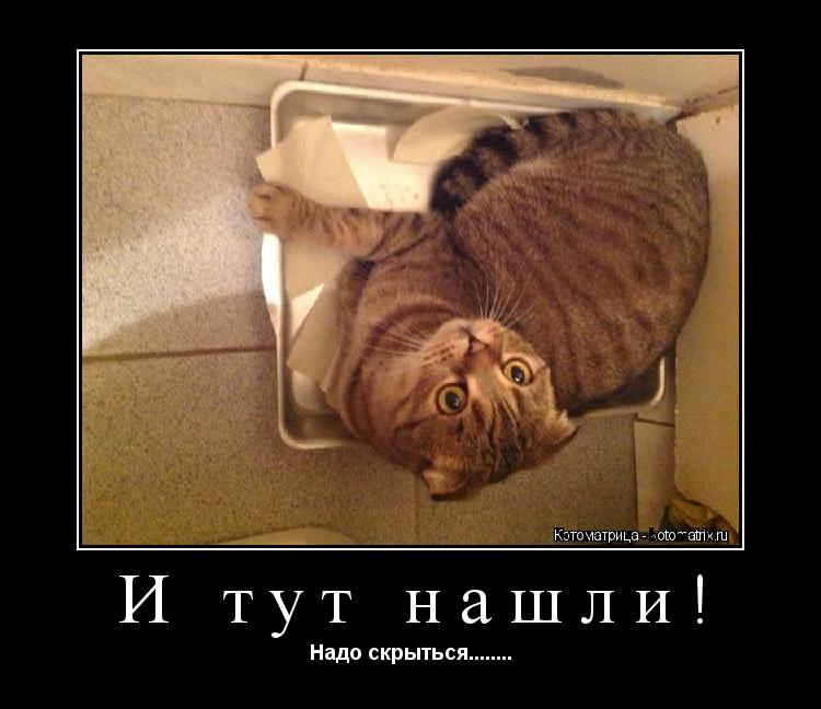 И тут нашли! Надо скрыться........... Котоматрица: И тут нашли! Надо скрыться........