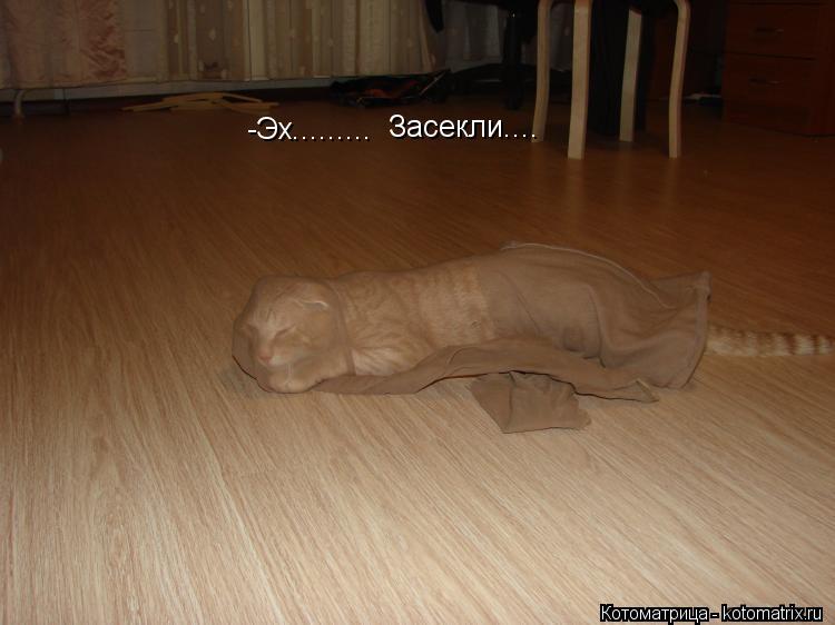 Котоматрица: -Эх......... Засекли....