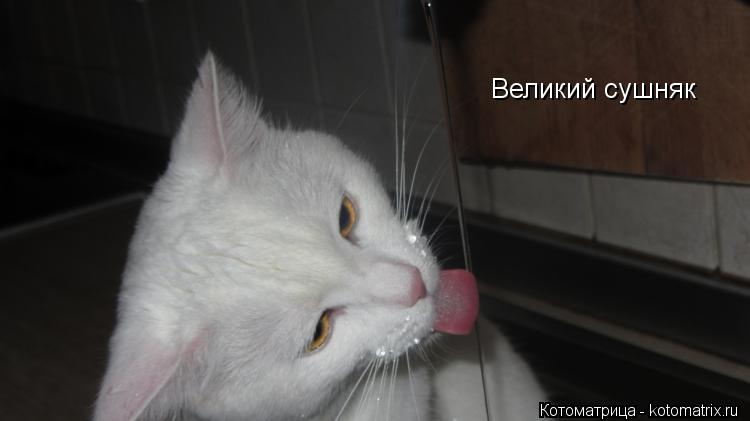 Великий сушняк... Котоматрица: Великий сушняк