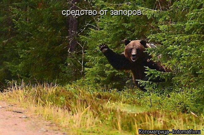 средство от запоров... Котоматрица: средство от запоров