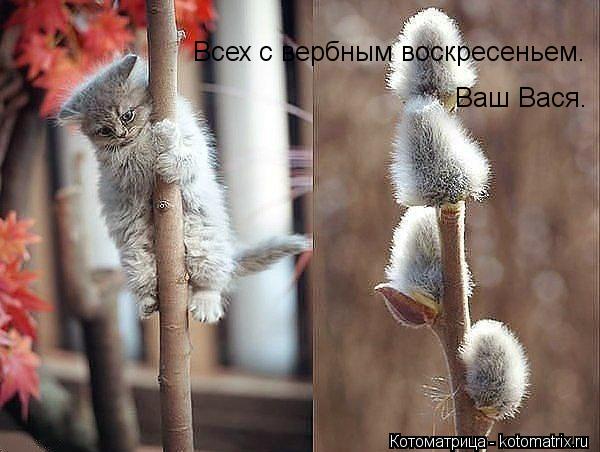 Всех с вербным воскресеньем. Ваш Вася.... Котоматрица: Всех с вербным воскресеньем. Ваш Вася.