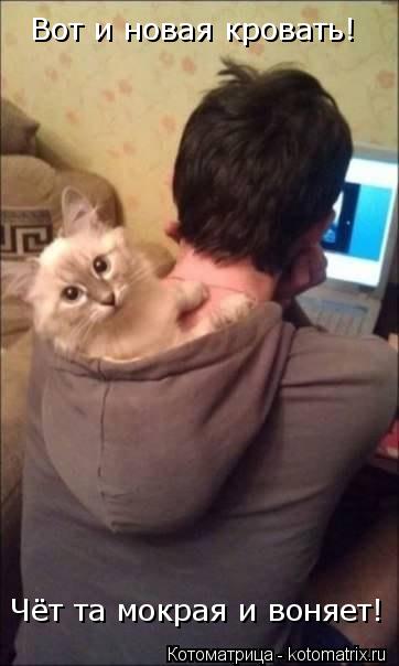 Вот и новая кровать! Чёт та мокрая и воняет!... Котоматрица: Вот и новая кровать! Чёт та мокрая и воняет!