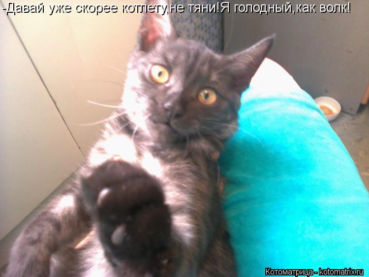 -Давай уже скорее котлету,не тяни!Я голодный,как волк!... Котоматрица: -Давай уже скорее котлету,не тяни!Я голодный,как волк!
