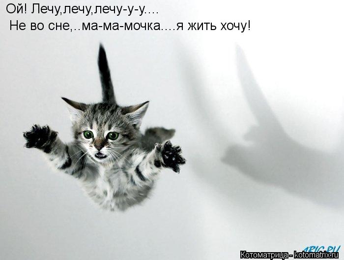 Не во сне,..ма-ма-мочка....я жить хочу! Ой! Лечу,лечу,лечу-у-у....... Котоматрица: Не во сне,..ма-ма-мочка....я жить хочу! Ой! Лечу,лечу,лечу-у-у....