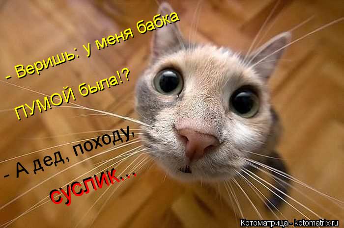 - Веришь: у меня бабка ПУМОЙ была!? - А дед, походу, суслик... суслик...... Котоматрица: - Веришь: у меня бабка ПУМОЙ была!? - А дед, походу, суслик... суслик...