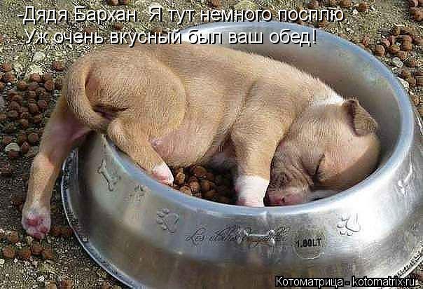 -Дядя Бархан. Я тут немного посплю. Уж очень вкусный был ваш обед!... Котоматрица: -Дядя Бархан. Я тут немного посплю. Уж очень вкусный был ваш обед!