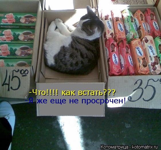 Котоматрица: -Что!!!! как встать??? -Я же еще не просрочен!