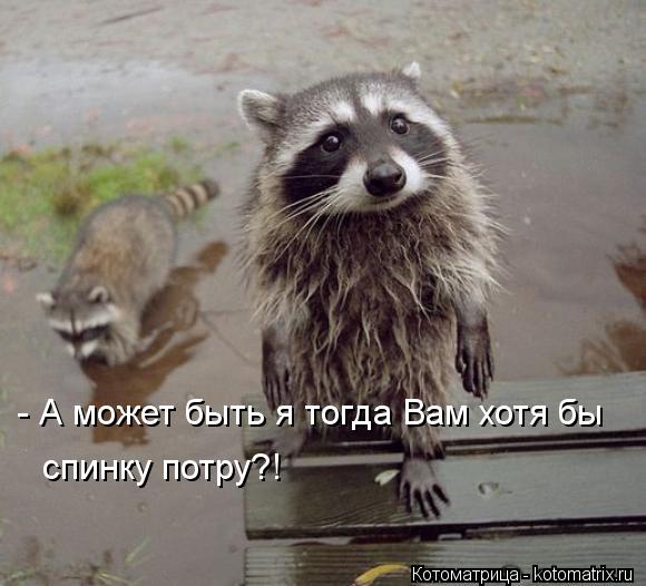 - А может быть я тогда Вам хотя бы спинку потру?!... Котоматрица: - А может быть я тогда Вам хотя бы спинку потру?!