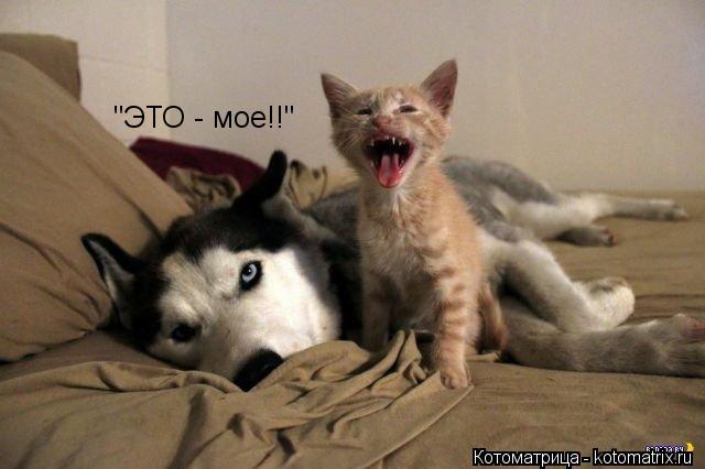 "ЭТО - мое!!"... Котоматрица: "ЭТО - мое!!"