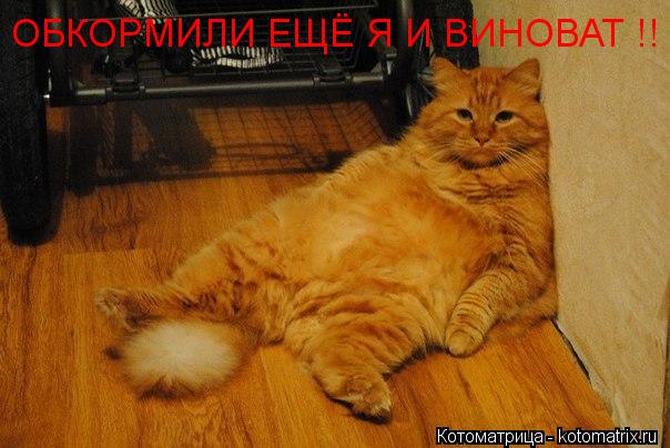 ОБКОРМИЛИ ЕЩЁ Я И ВИНОВАТ !!... Котоматрица: ОБКОРМИЛИ ЕЩЁ Я И ВИНОВАТ !!